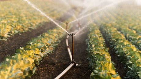 Choosing the Right Solar Water Pump for Your Summer Irrigation Needs